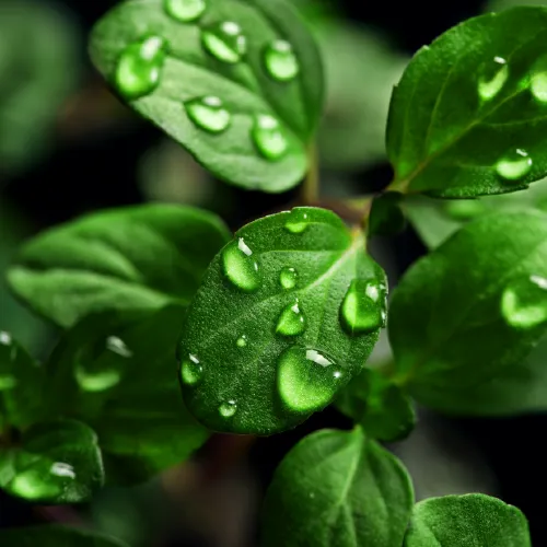 relx magicgo 4000 spearmint relx magicgo 4000 spearmint